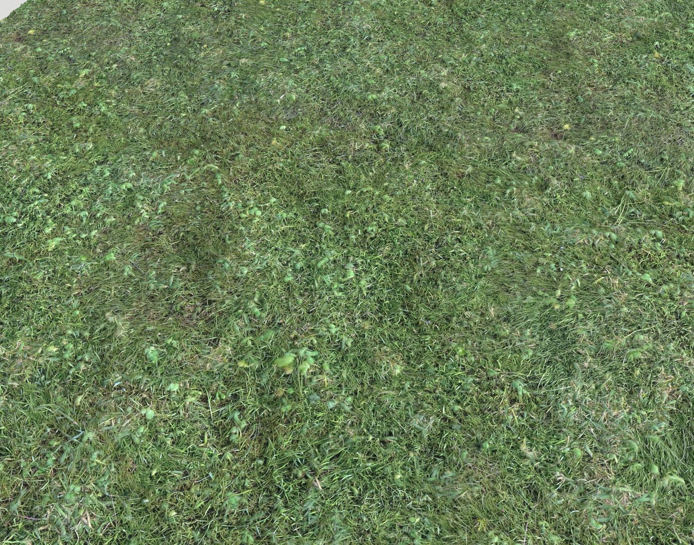 Forest ground Pack PBR 2 Texture_14