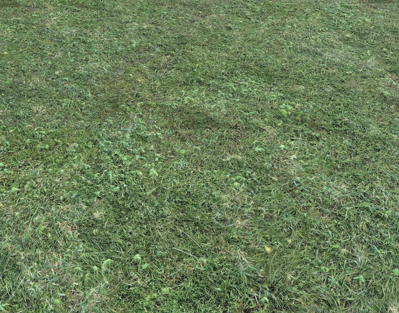 Forest ground Pack PBR 2 Texture_13