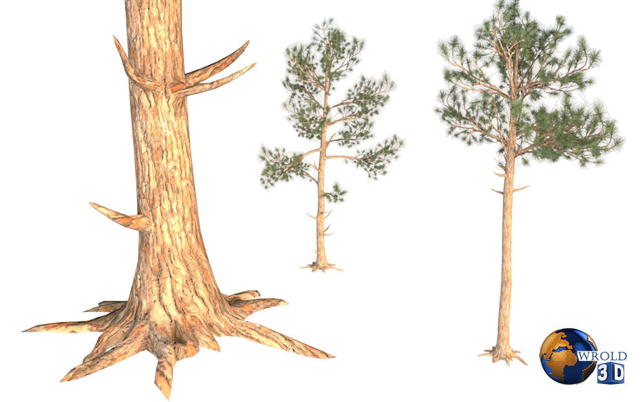 Pine Trees LODS Realistic Lowpoly 3D Model Low-poly 3D model_4