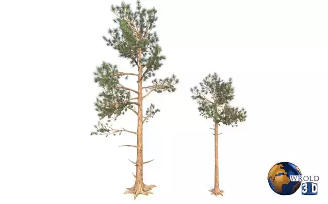 Pine Trees LODS Realistic Lowpoly 3D Model