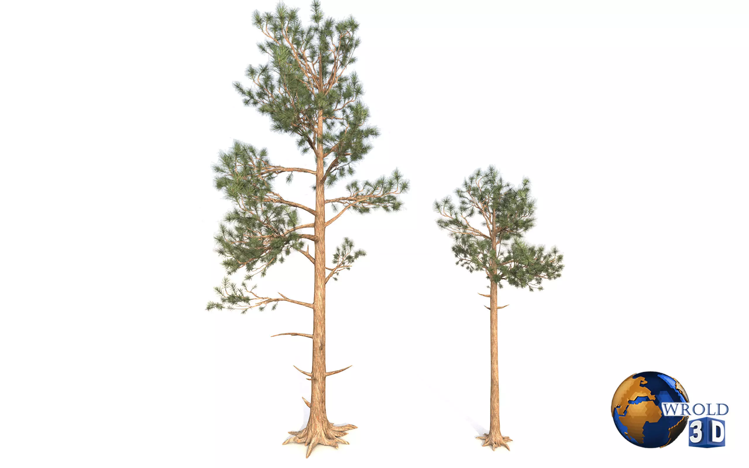 Pine Trees LODS Realistic Lowpoly 3D Model Low-poly 3D model_0