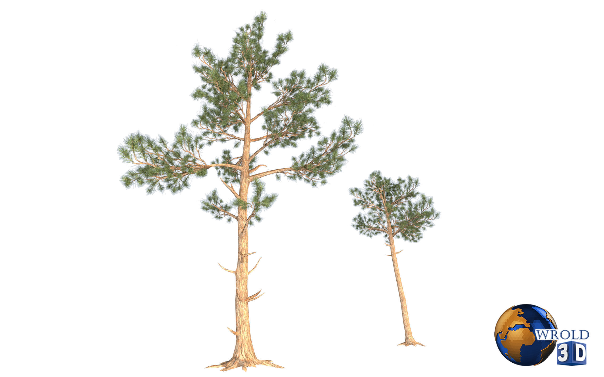 Pine Trees LODS Realistic Lowpoly 3D Model Low-poly 3D model_3