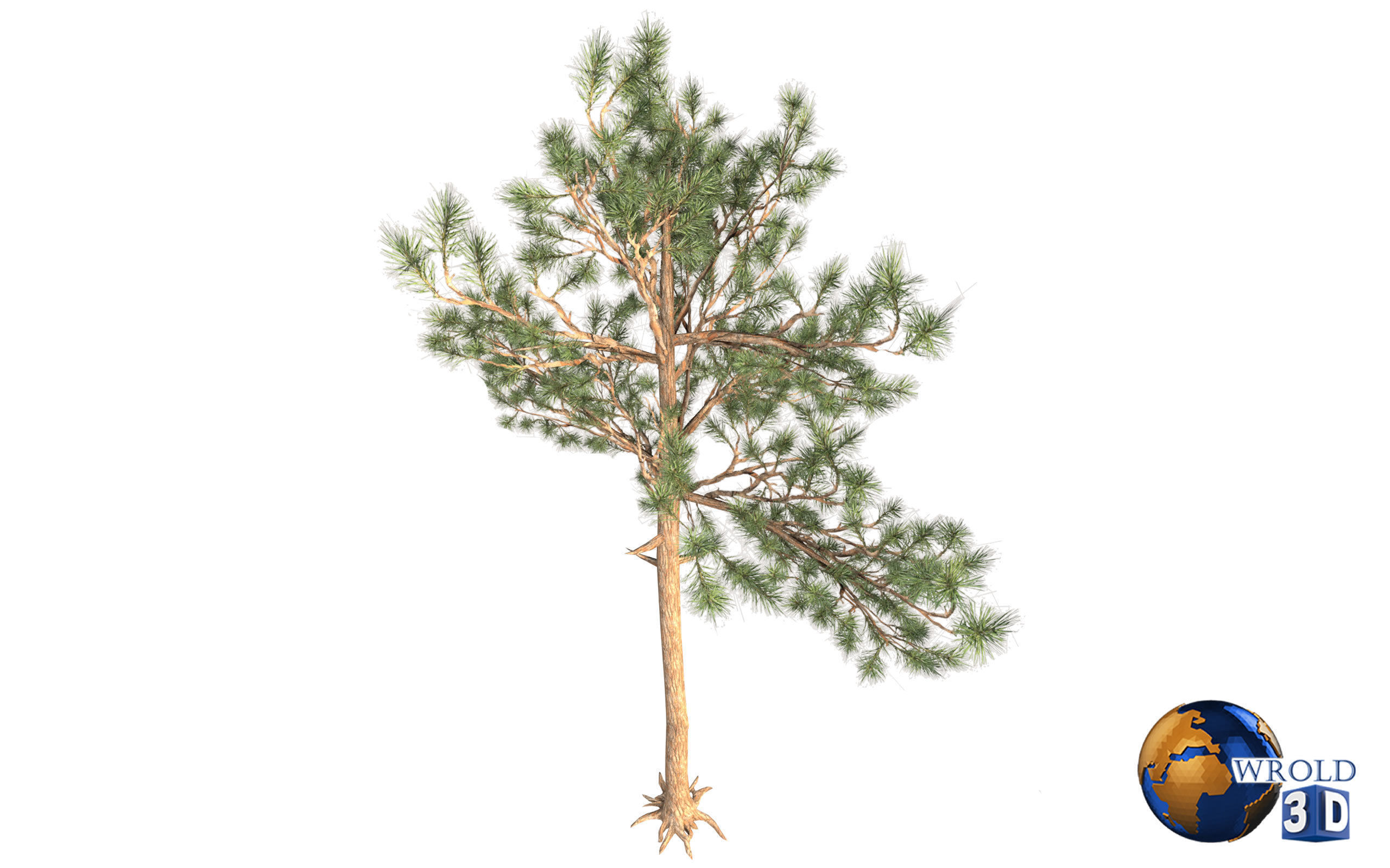 Pine Trees LODS Realistic Lowpoly 3D Model Low-poly 3D model_2