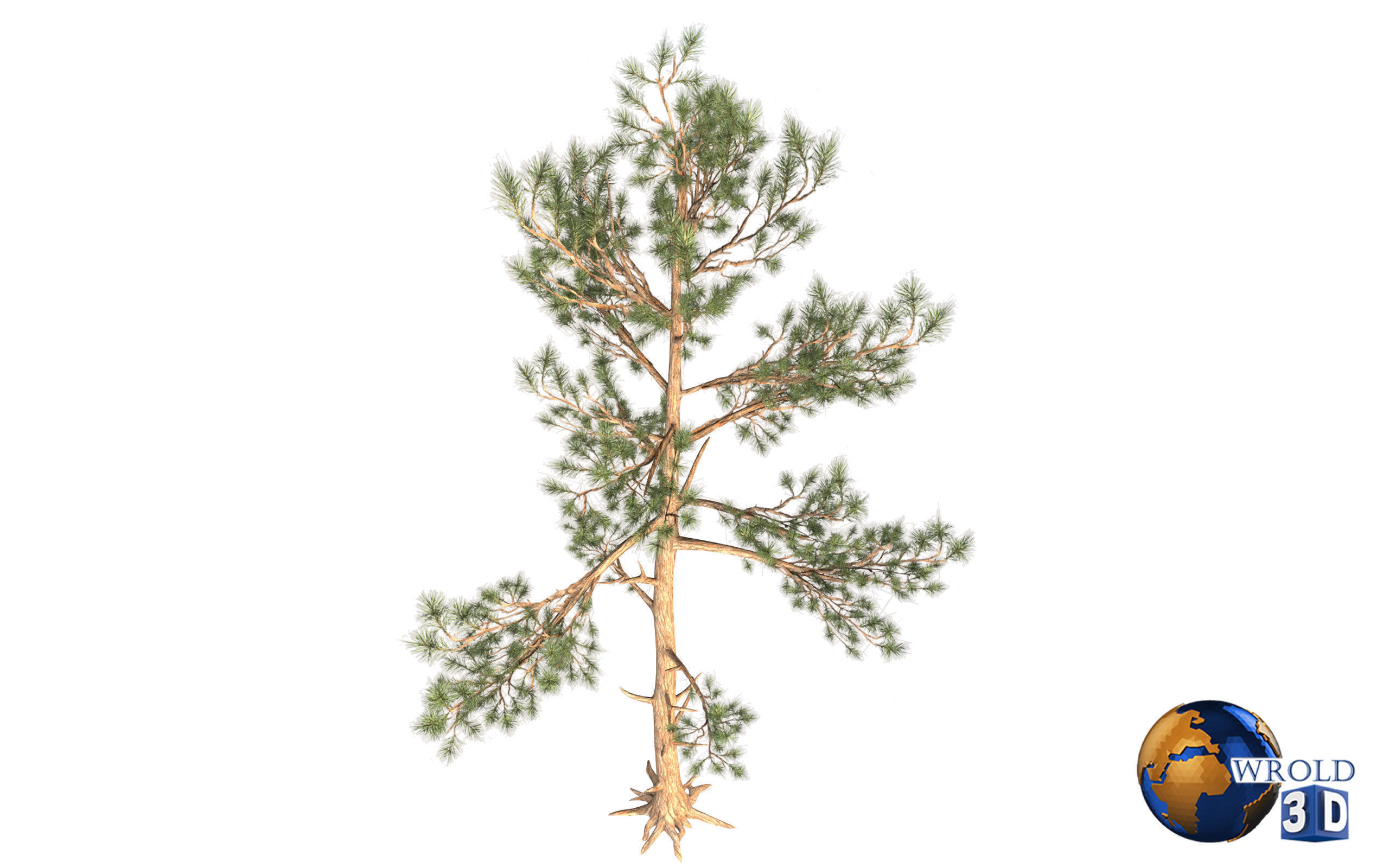 Pine Trees LODS Realistic Lowpoly 3D Model Low-poly 3D model_1