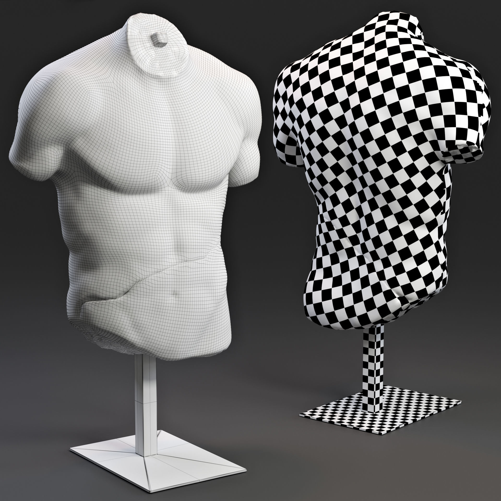 DISCOPHORUS TORSO 3D model_2