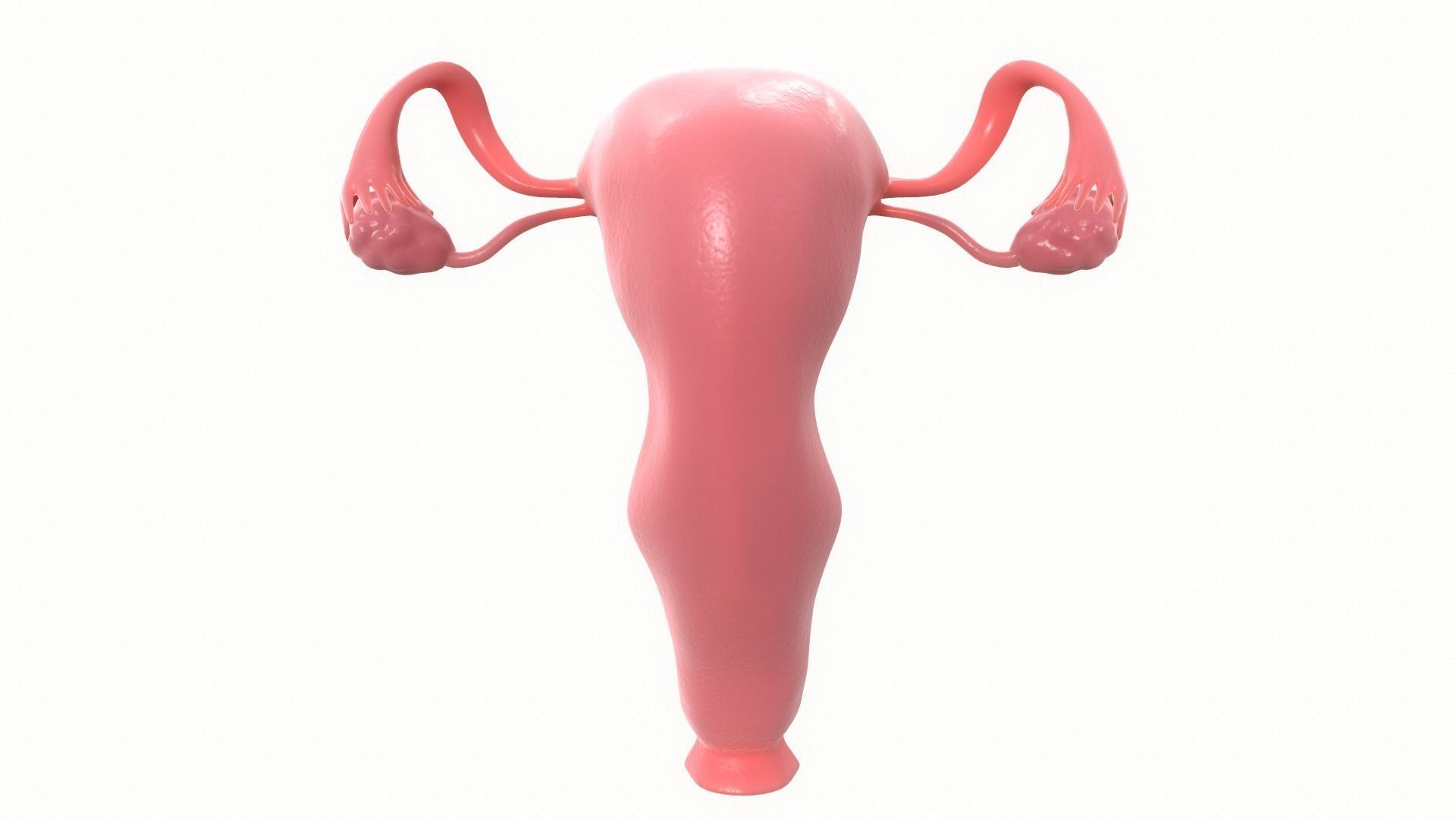 Female Reproductive System Section 3D model_2