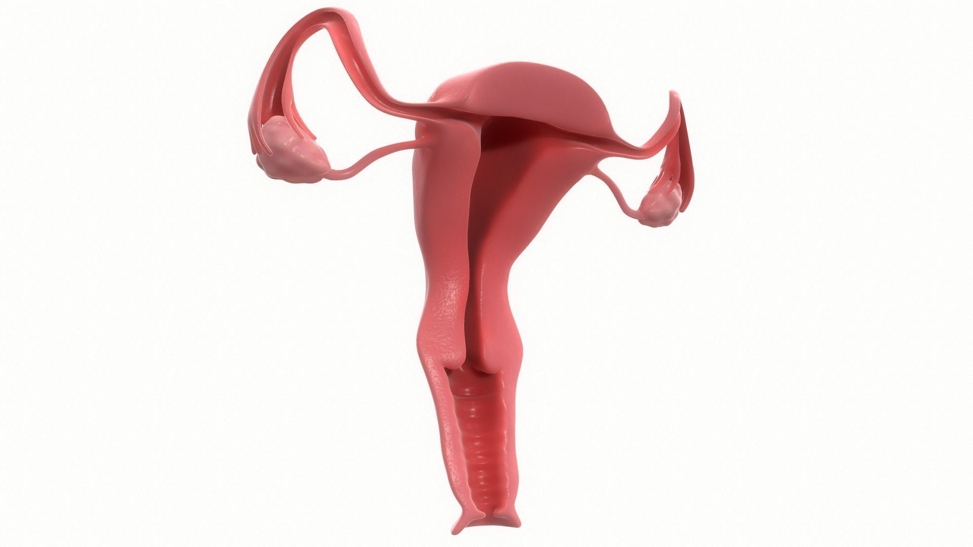 Female Reproductive System Section 3D model_7