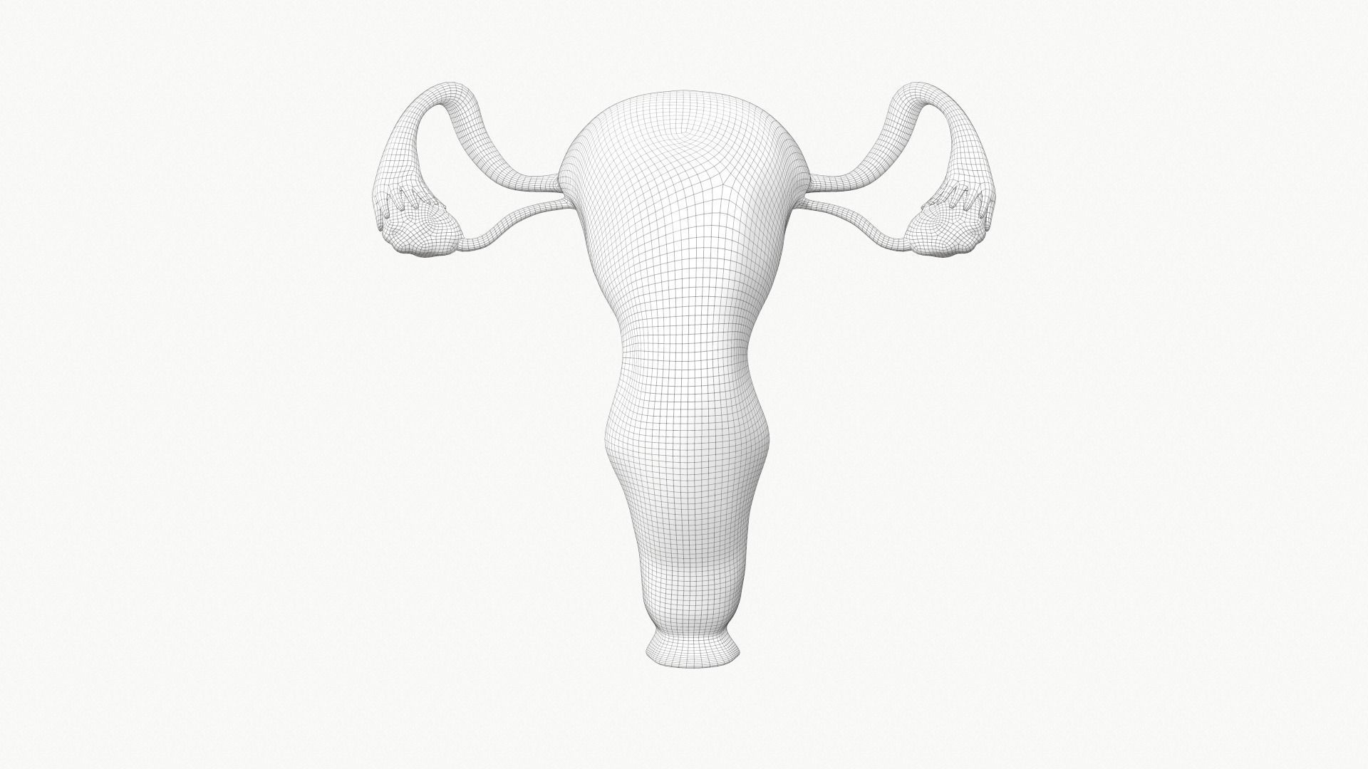Female Reproductive System Section 3D model_9