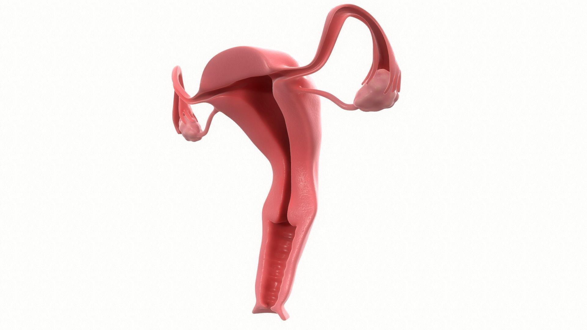 Female Reproductive System Section 3D model_6