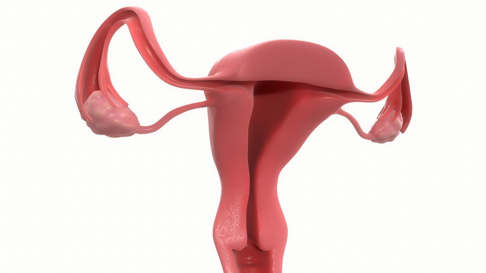 Female Reproductive System Section 3D model_3