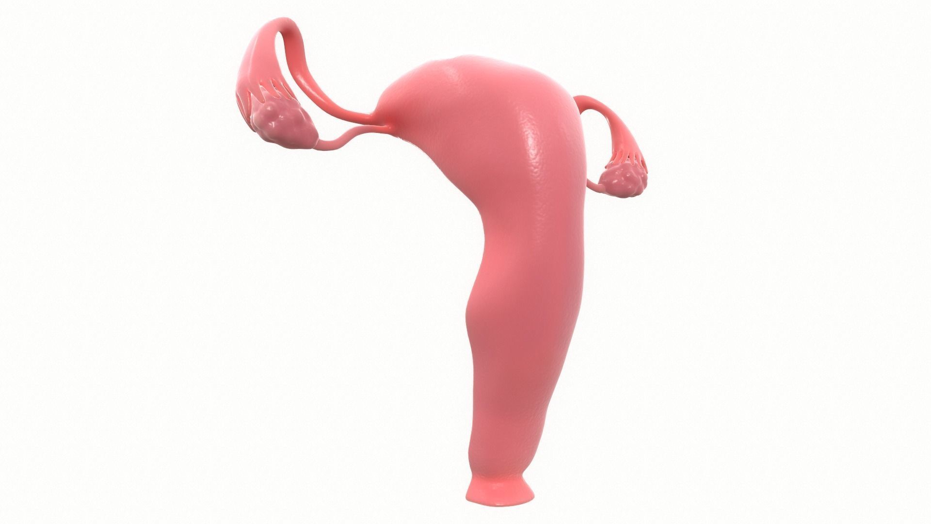 Female Reproductive System Section 3D model_4
