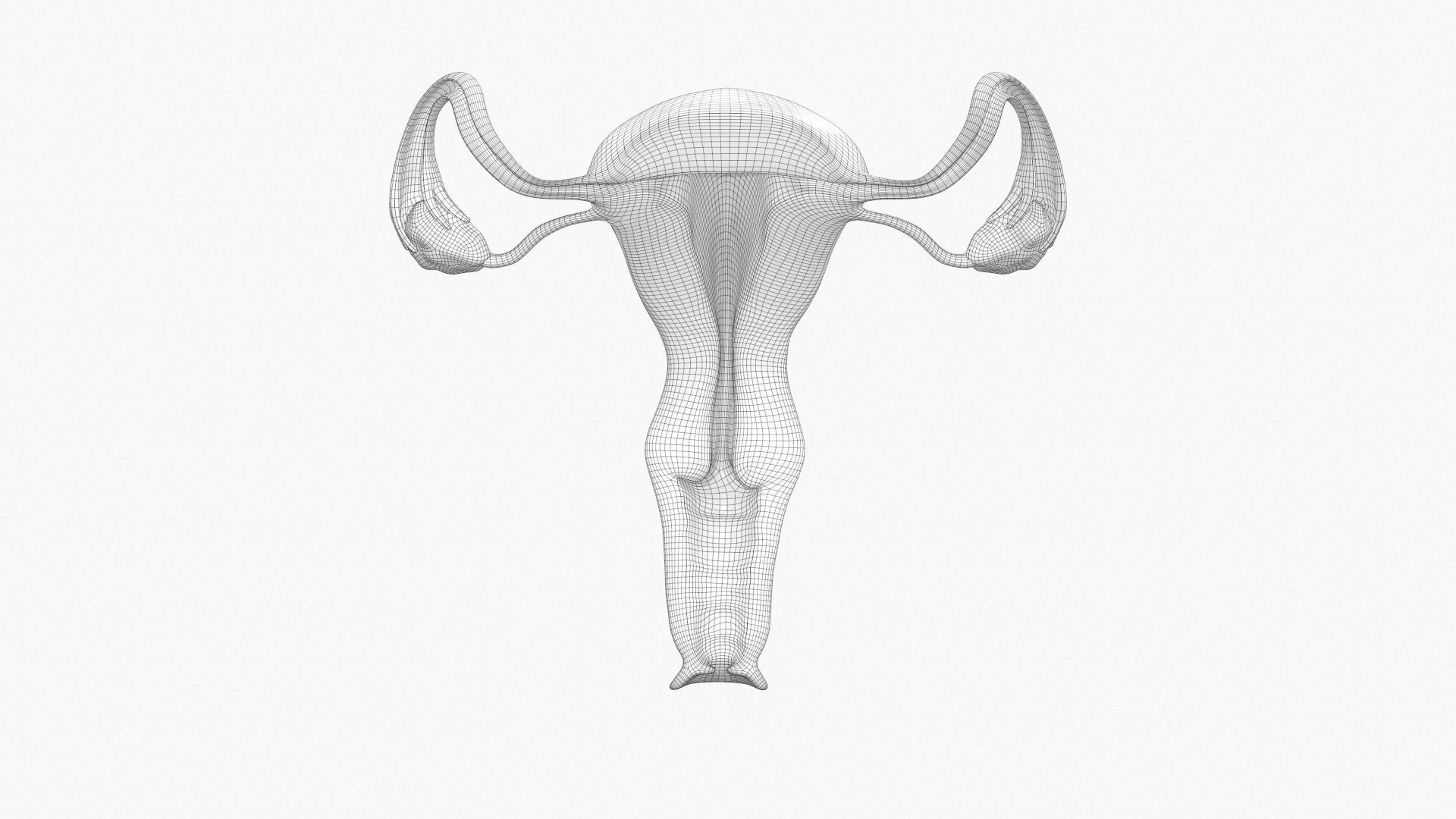 Female Reproductive System Section 3D model_8
