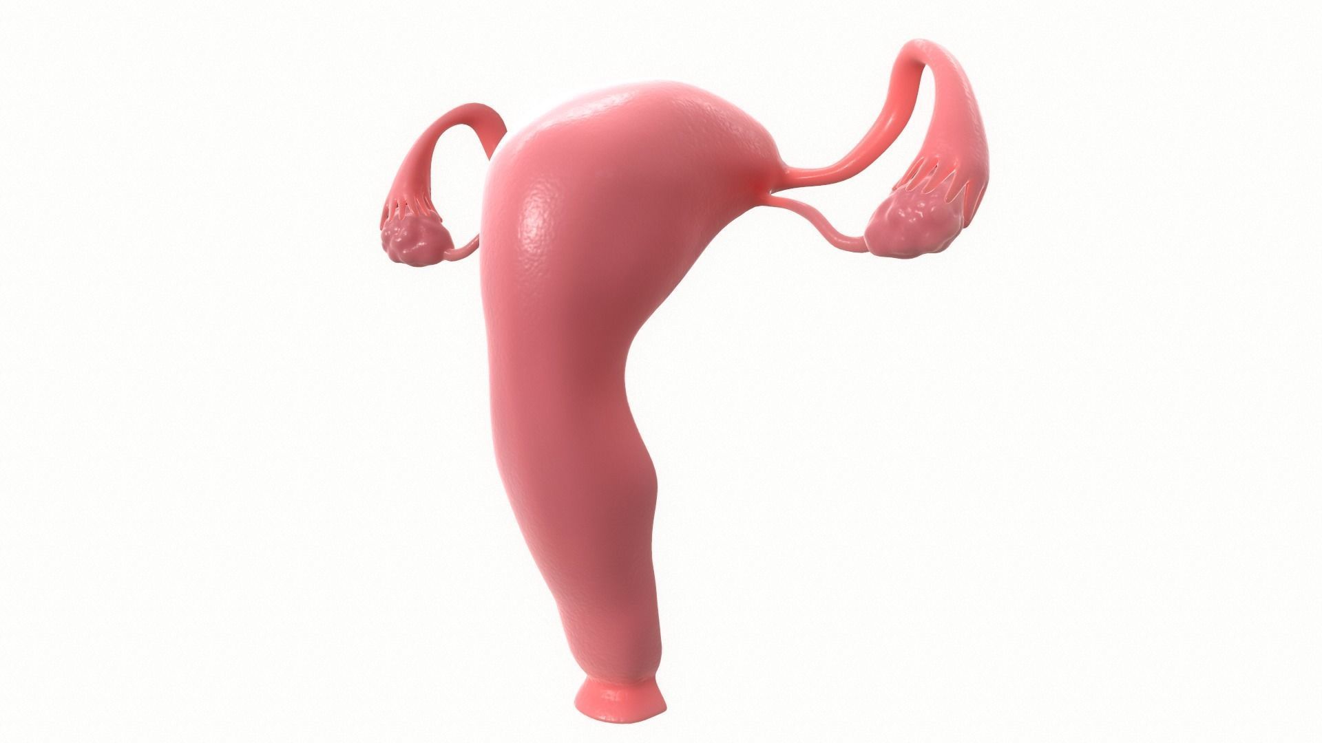 Female Reproductive System Section 3D model_5