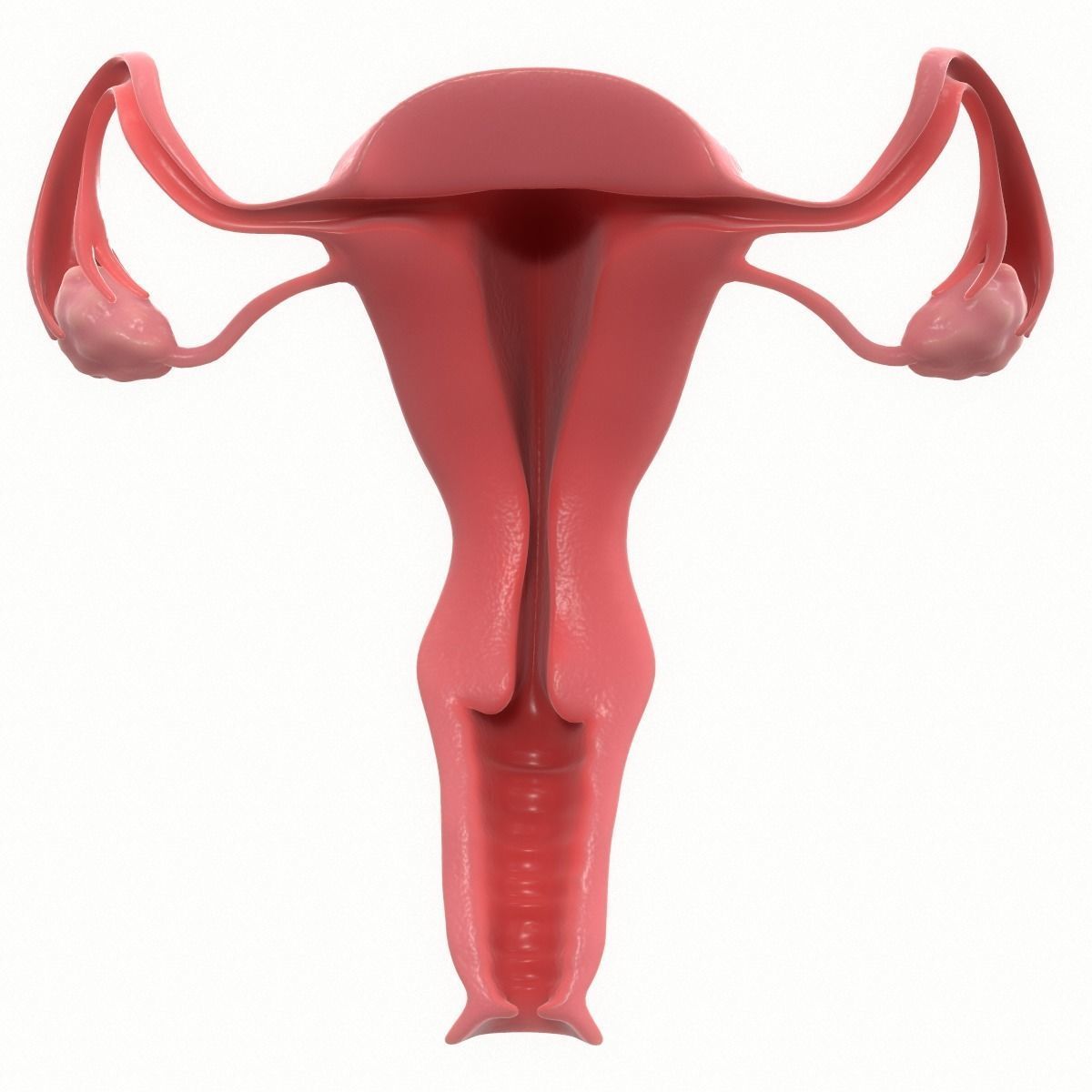 Female Reproductive System Section 3D model_1
