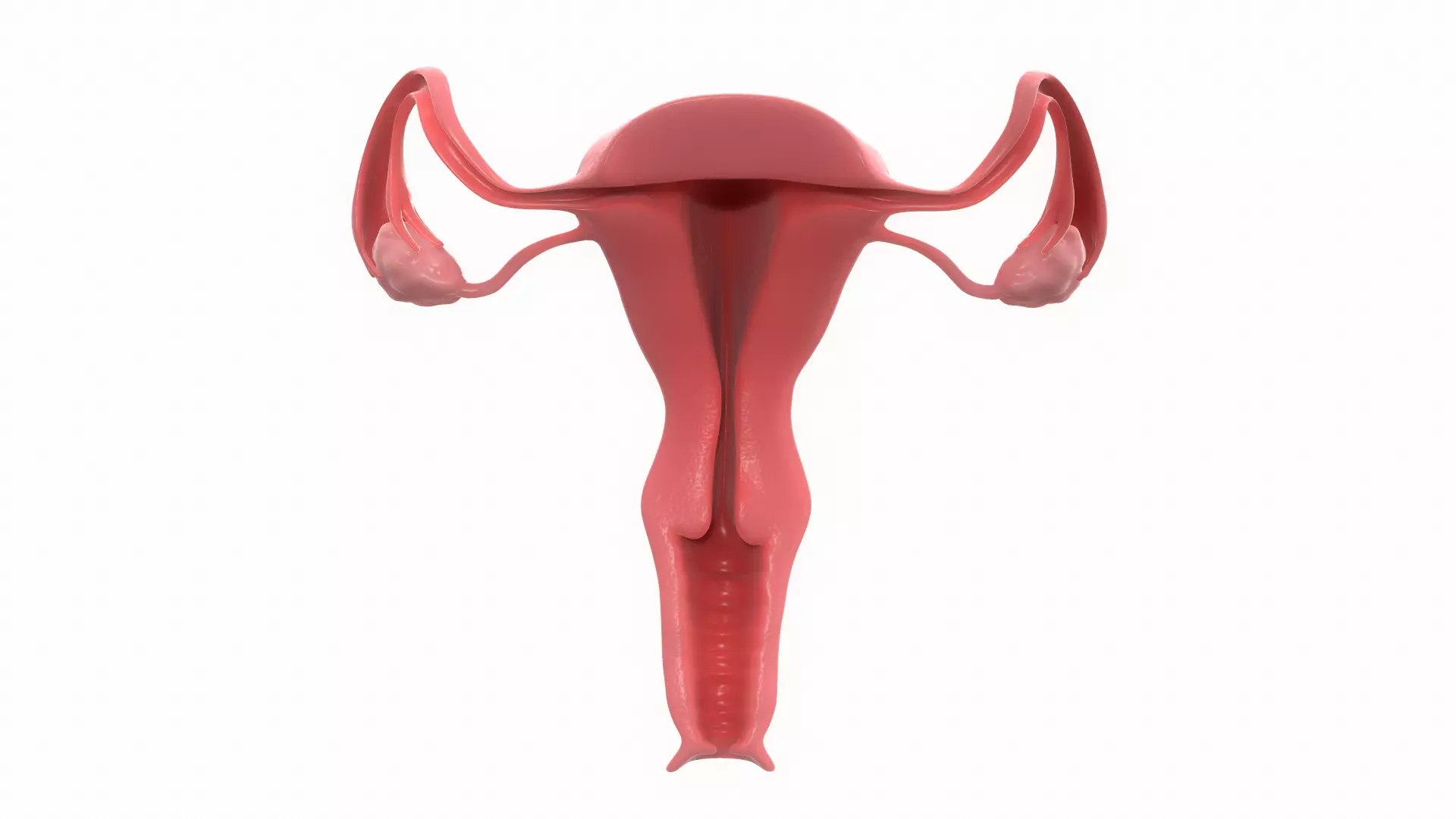 Female Reproductive System Section 3D model_0