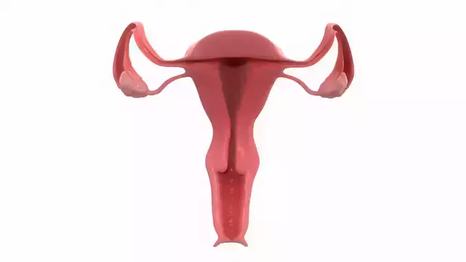 Female Reproductive System Section