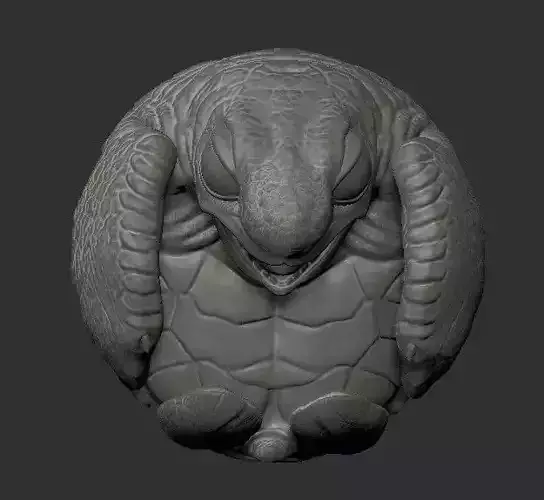 Baby Turtle pose in the shell