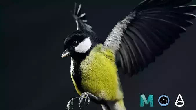 Great tit 3D model