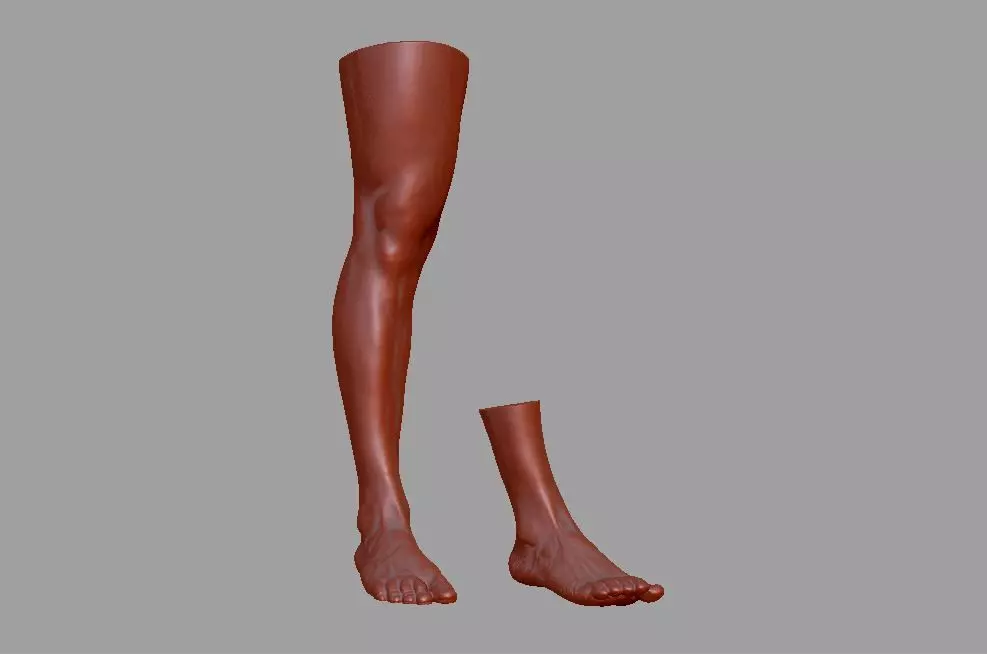 Human leg and foot 3D print model_0