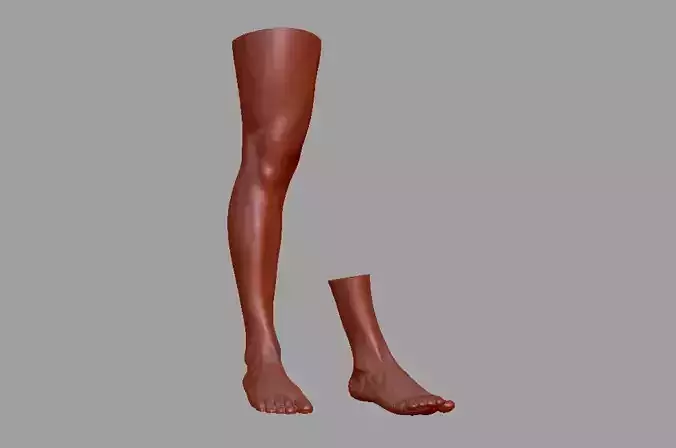 Human leg and foot 3D model