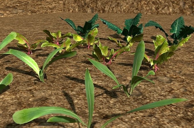 3D vegtable pack model Low-poly 3D model