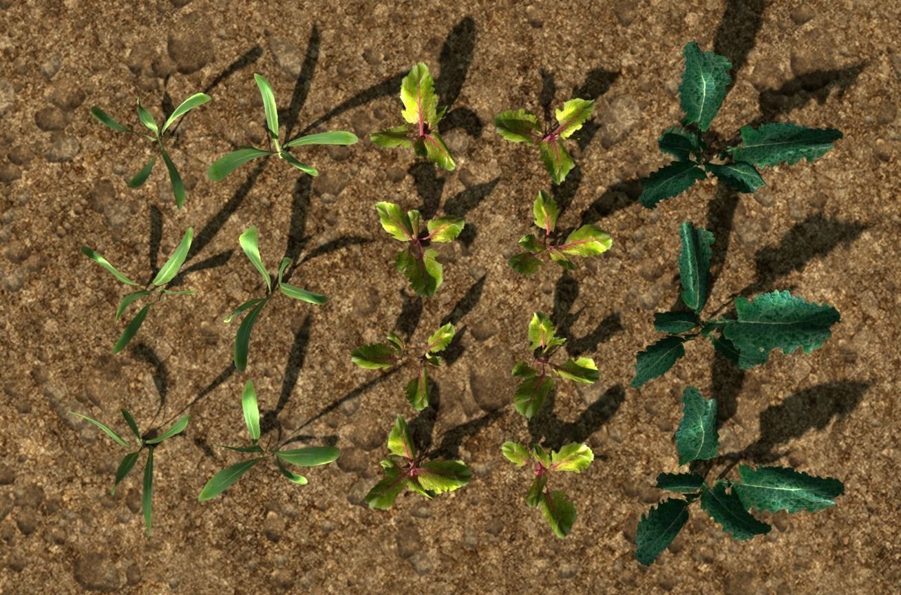 3D vegtable pack model Low-poly 3D model_2