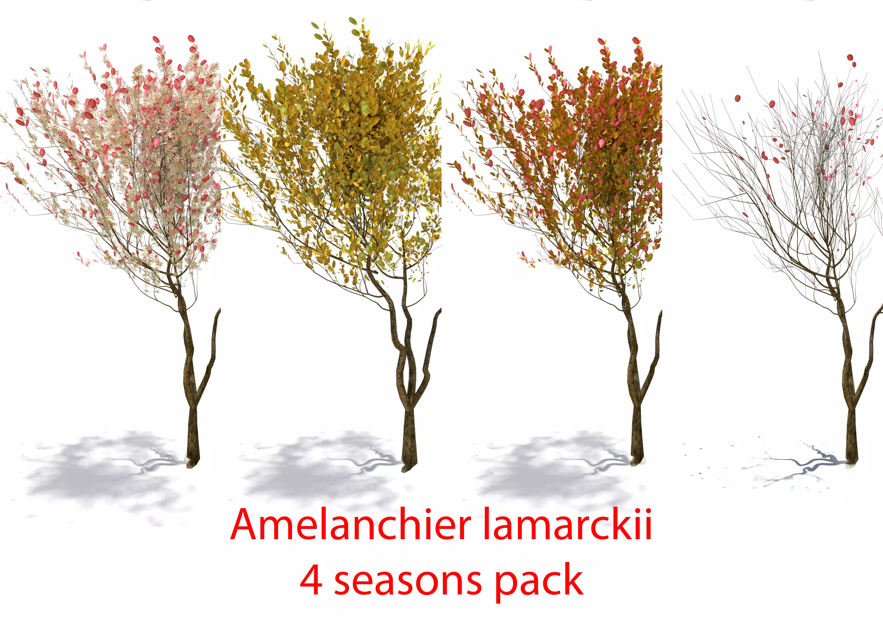 4 seasons amelanchier lamarckii bush pack model Low-poly 3D model