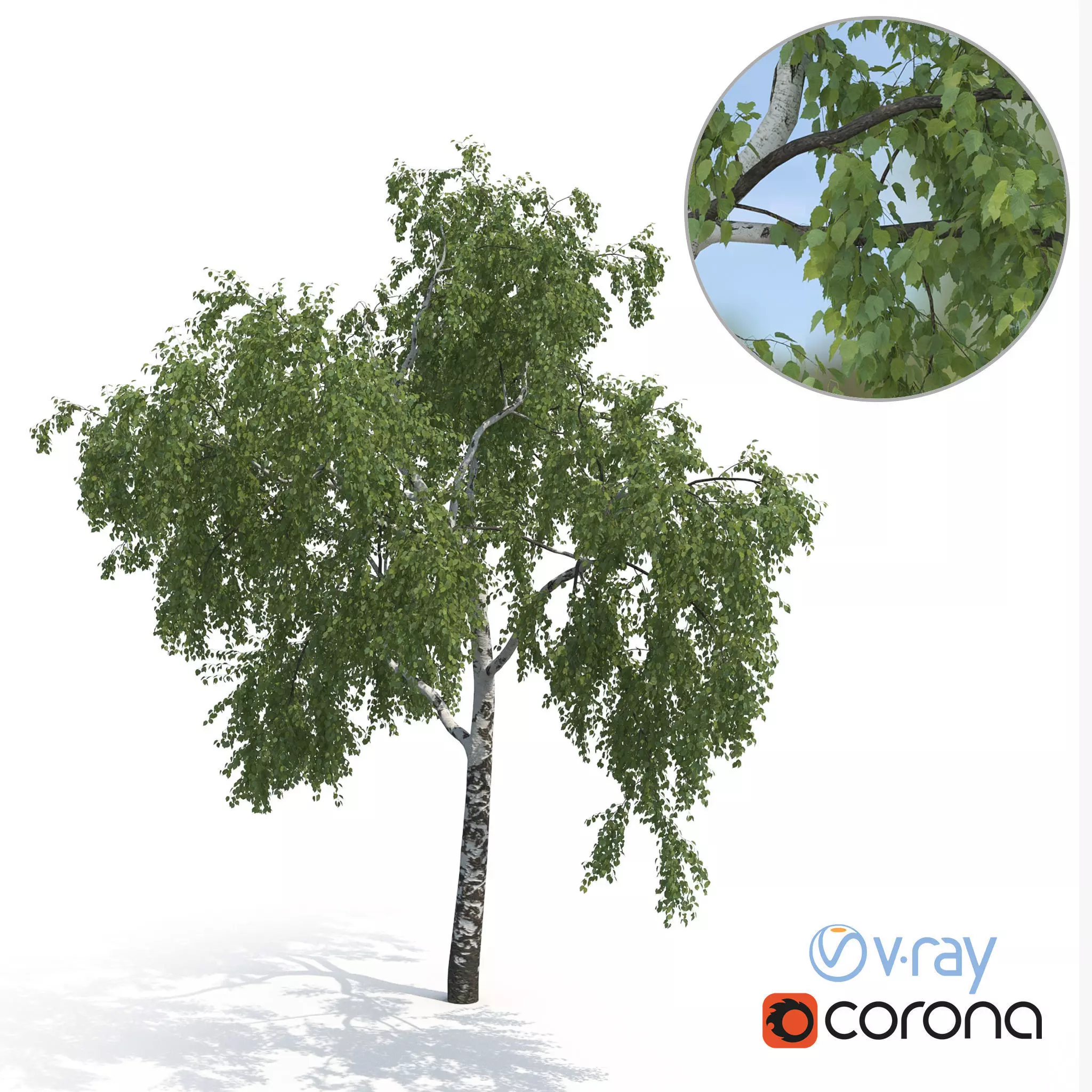 Birch Tree No 2 Summer Version 3D model