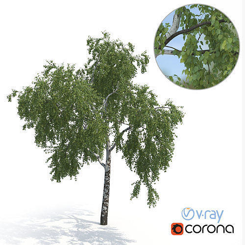 Birch Tree No 2 Summer Version 3D model