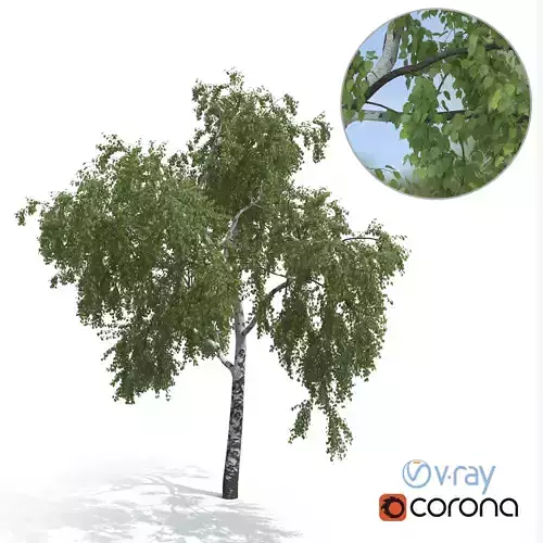 Birch Tree No 2 Summer Version 3D model