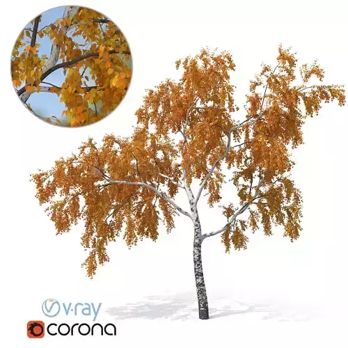 Birch Tree No 2 Autumn Version