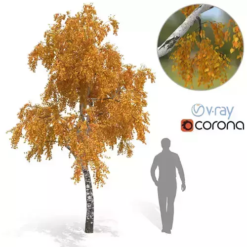 Birch Tree No 3 Autumn Version