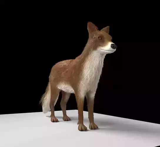 Fox animal