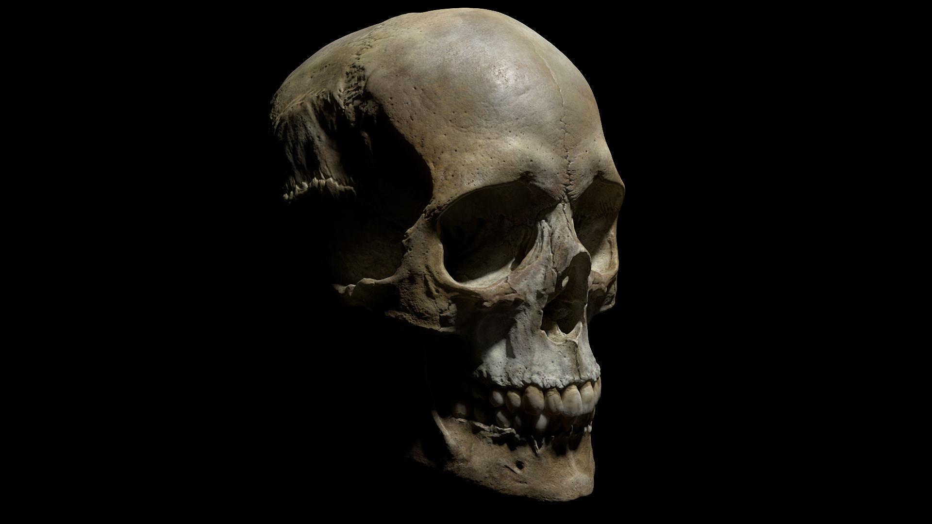Human female skull- model for rendering- PBR 8K 3D model_9