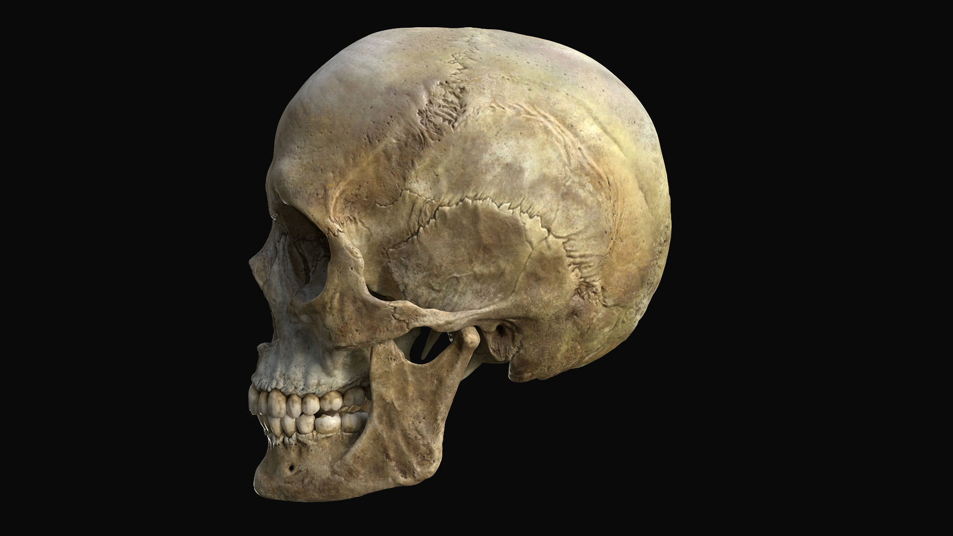 Human female skull- model for rendering- PBR 8K 3D model_19
