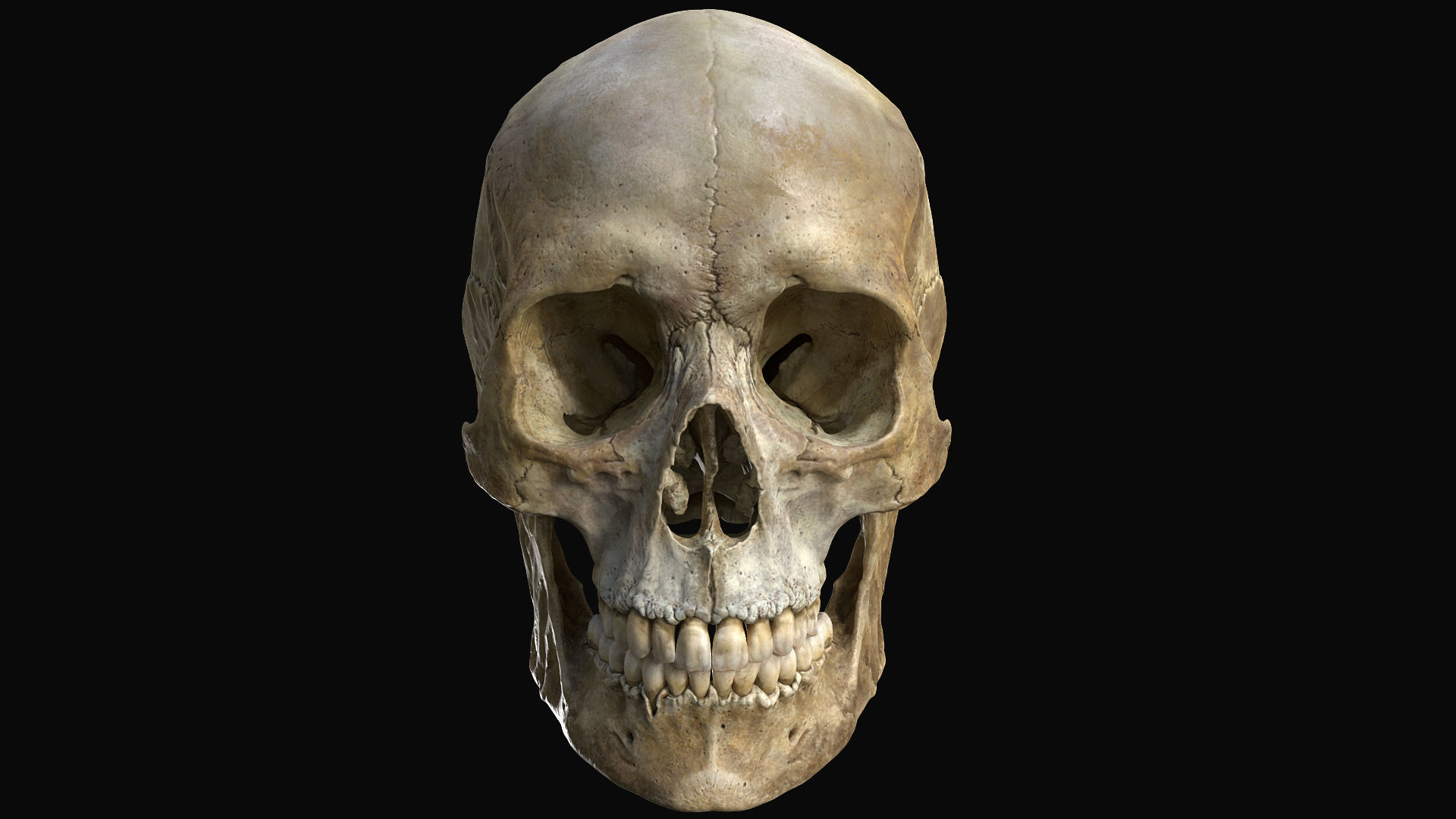 Human female skull- model for rendering- PBR 8K 3D model_17