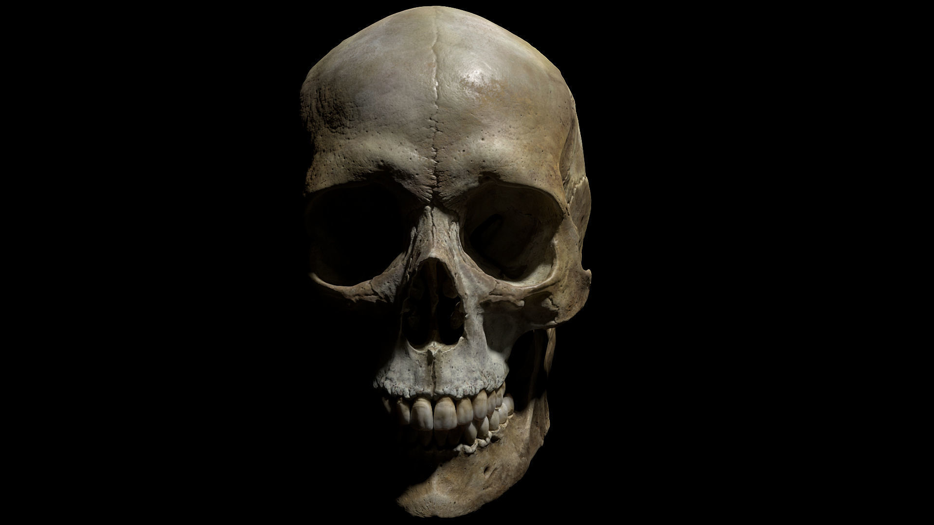 Human female skull- model for rendering- PBR 8K 3D model_12
