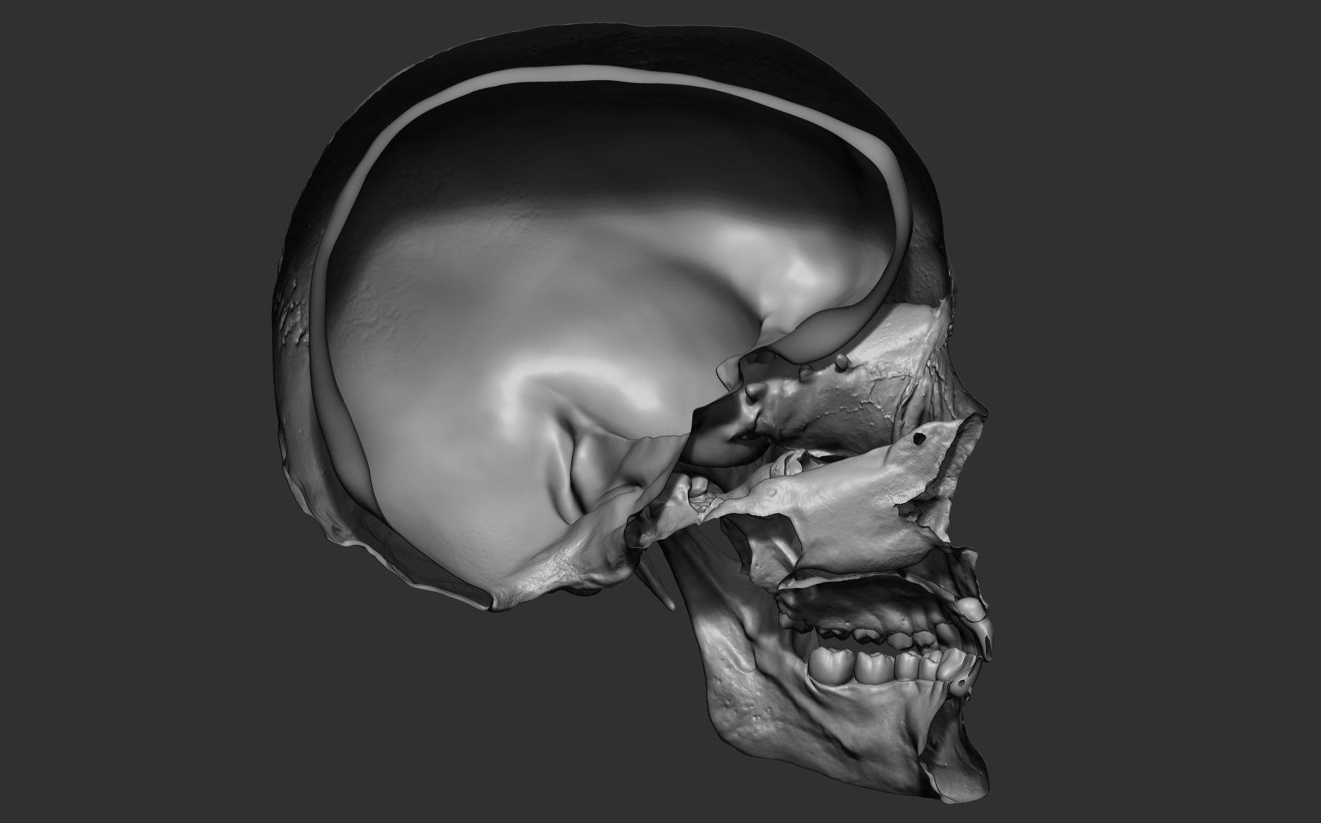 Human female skull- model for rendering- PBR 8K 3D model_27