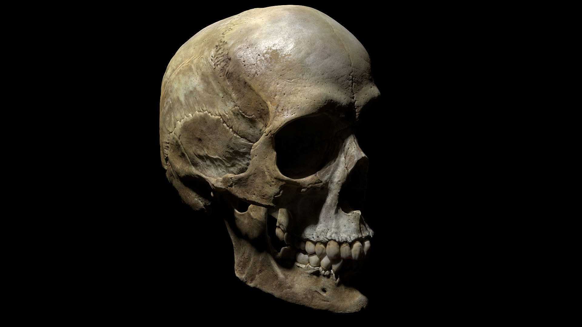 Human female skull- model for rendering- PBR 8K 3D model_10
