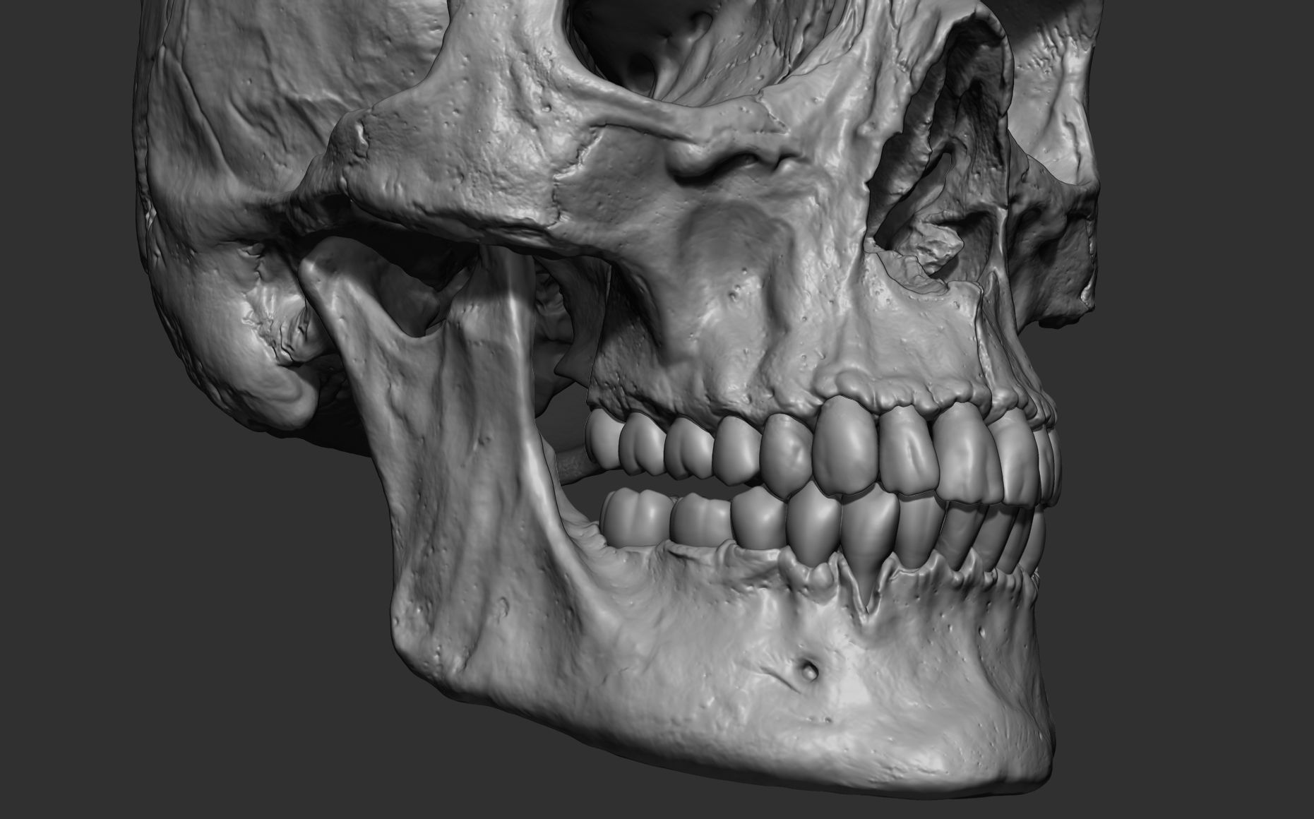 Human female skull- model for rendering- PBR 8K 3D model_4