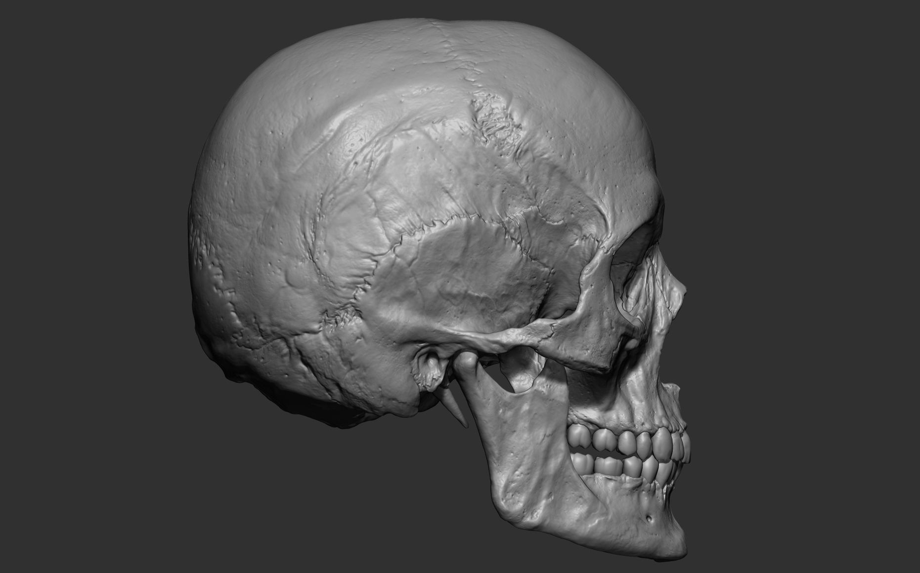Human female skull- model for rendering- PBR 8K 3D model_26