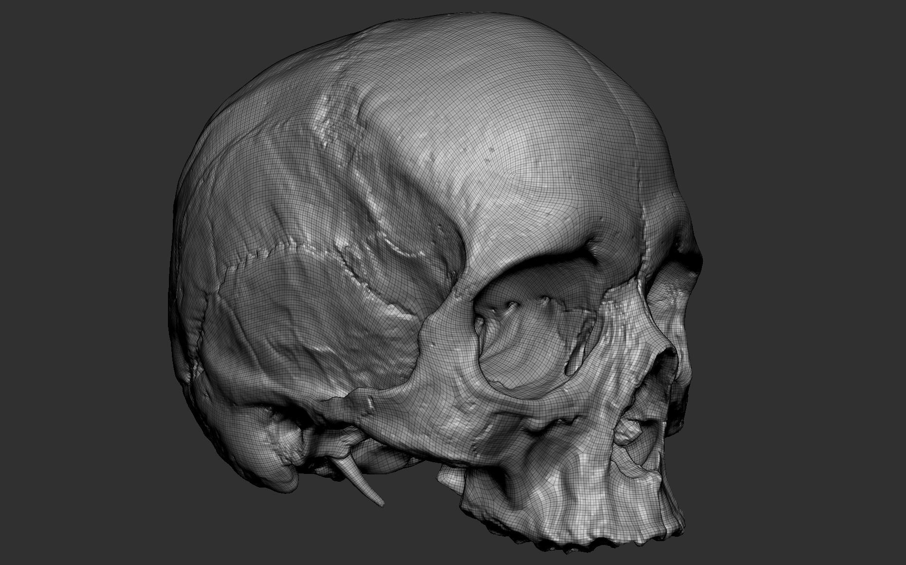 Human female skull- model for rendering- PBR 8K 3D model_6