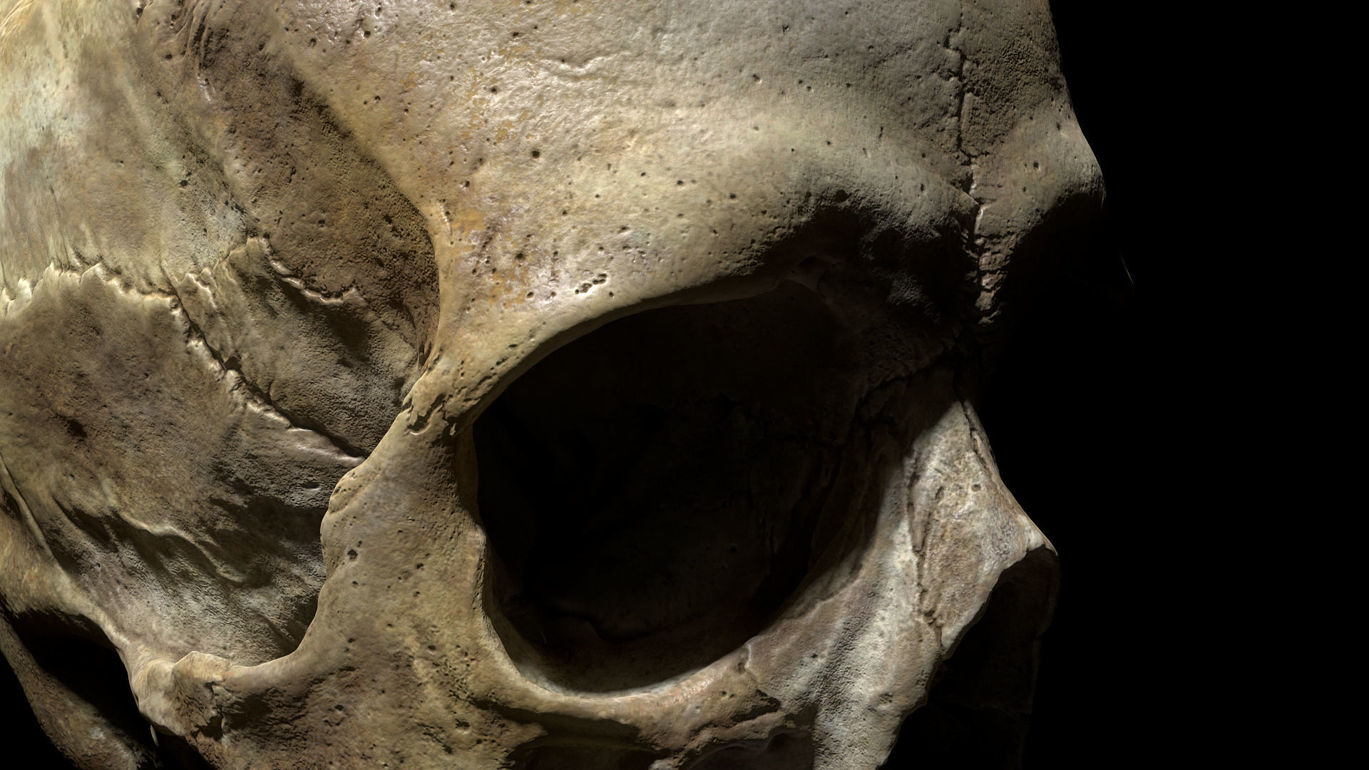 Human female skull- model for rendering- PBR 8K 3D model_14