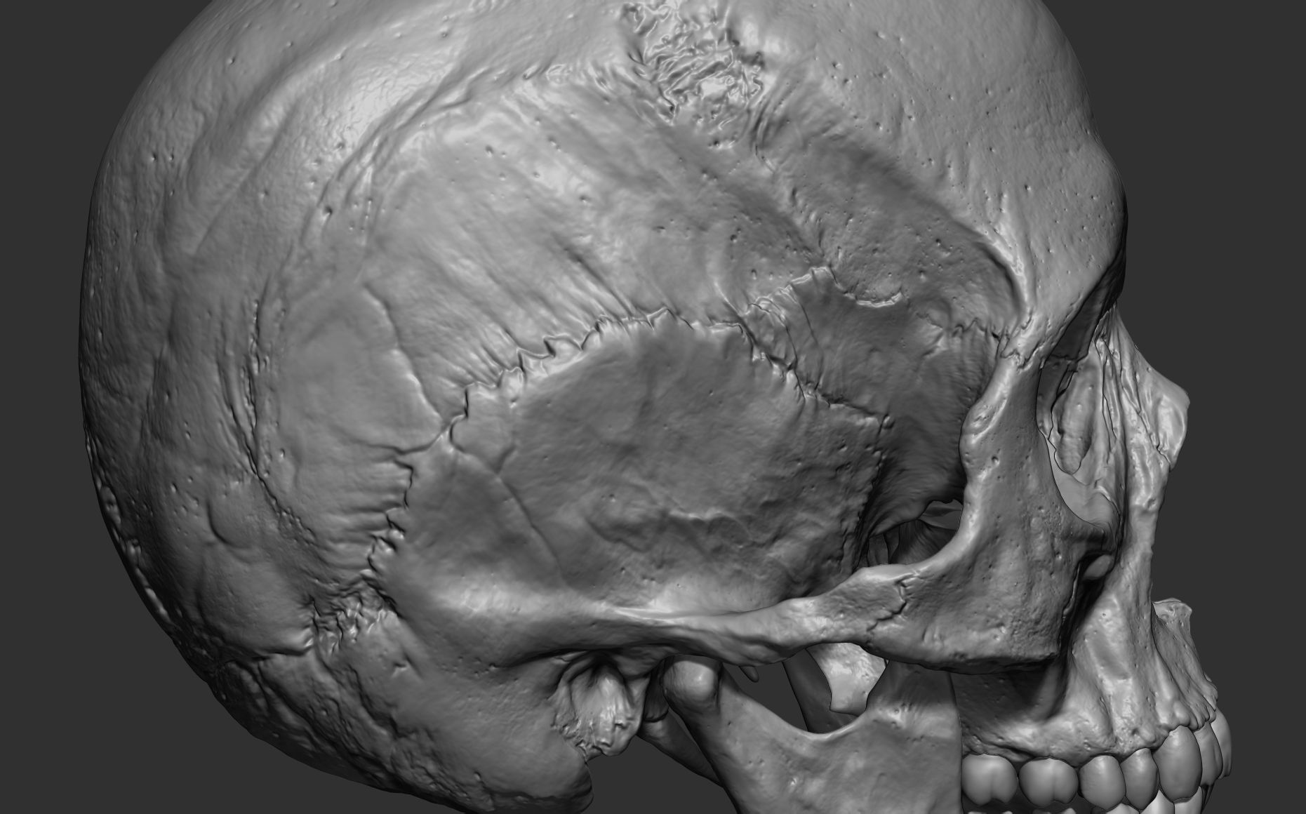 Human female skull- model for rendering- PBR 8K 3D model_5