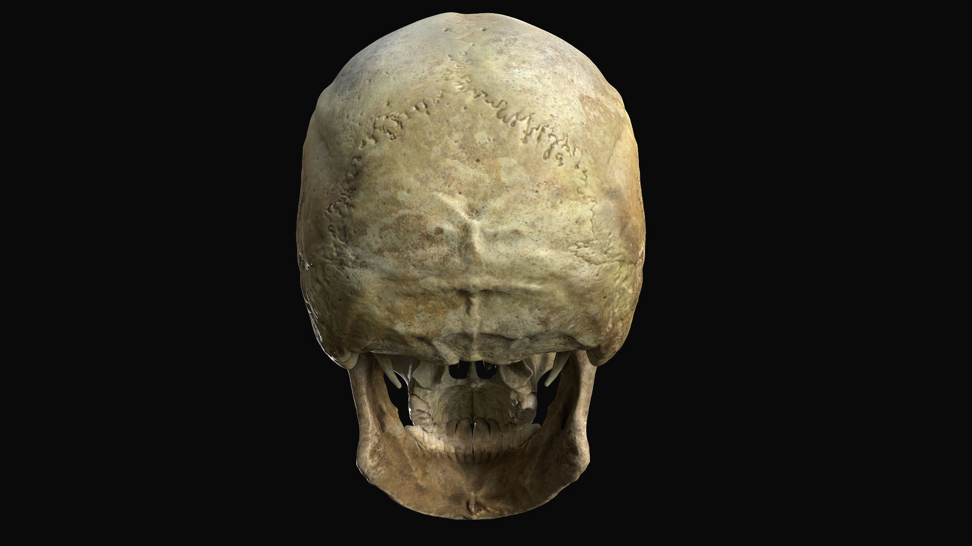 Human female skull- model for rendering- PBR 8K 3D model_21