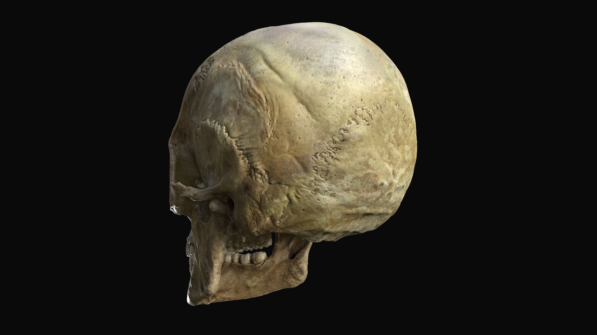 Human female skull- model for rendering- PBR 8K 3D model_20