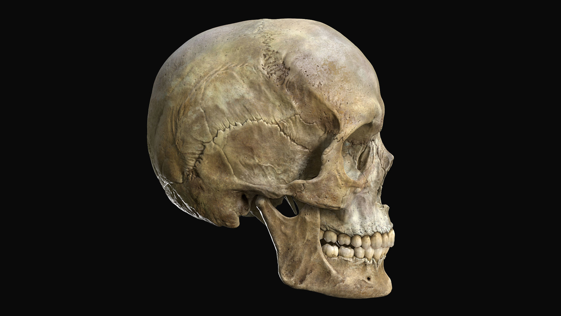 Human female skull- model for rendering- PBR 8K 3D model_15
