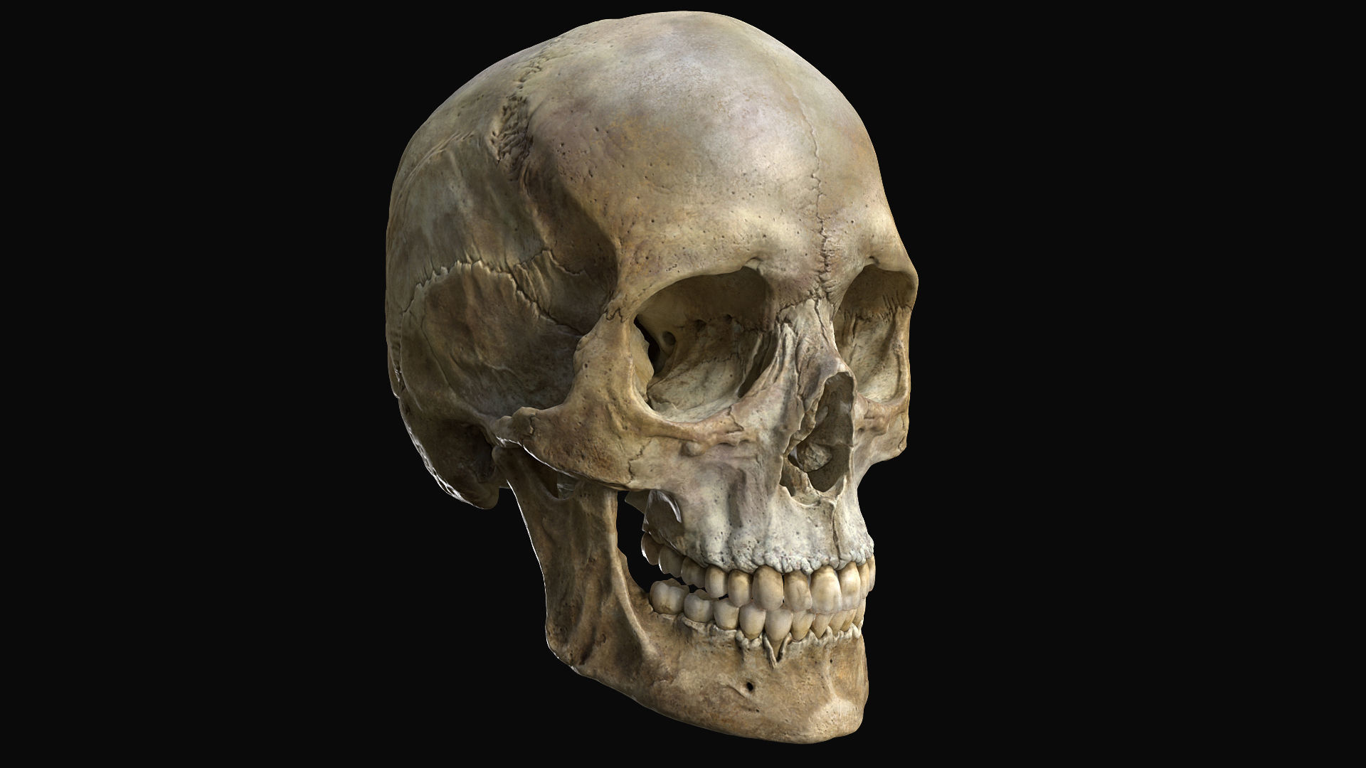 Human female skull- model for rendering- PBR 8K 3D model_16