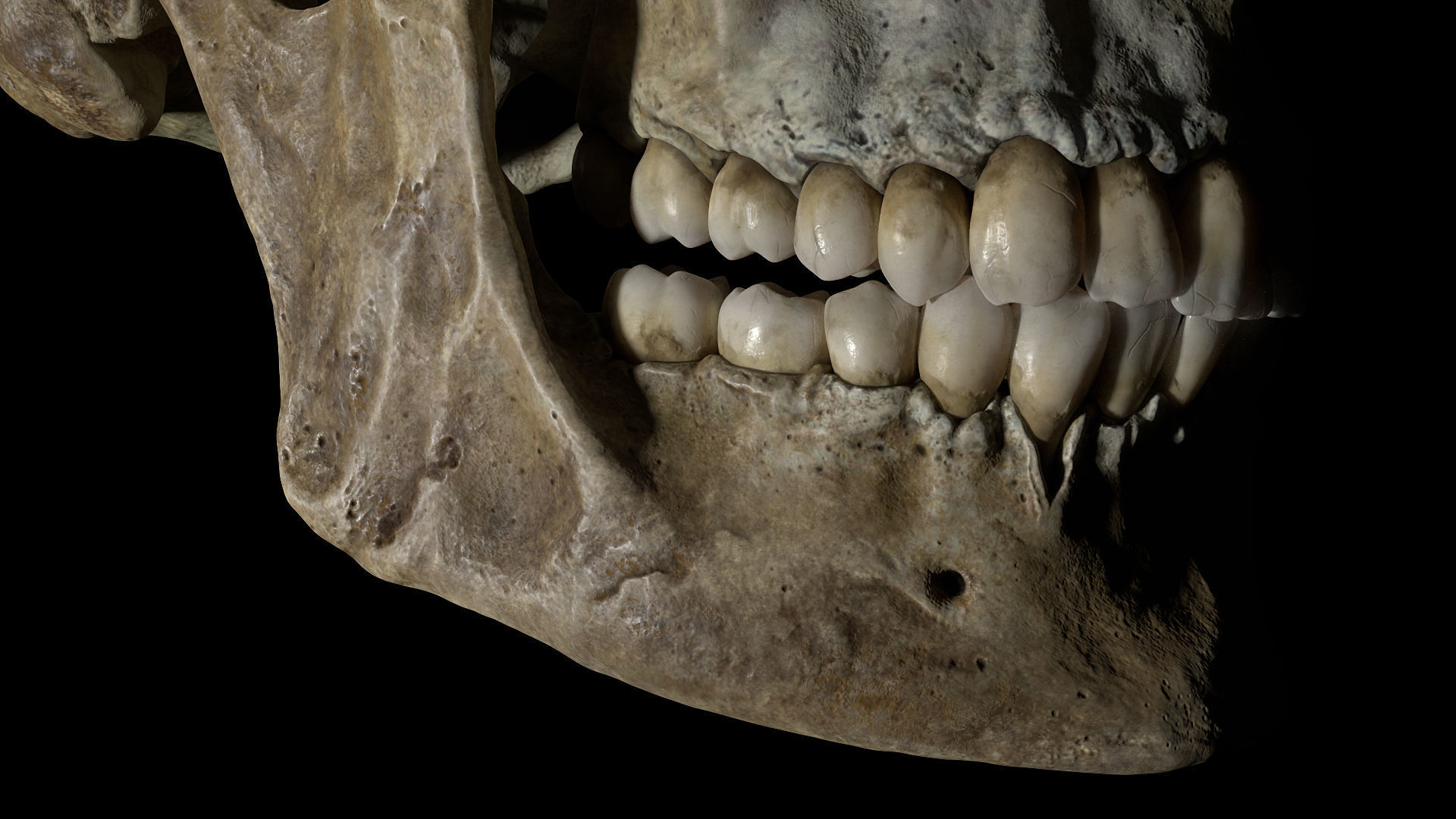 Human female skull- model for rendering- PBR 8K 3D model_13