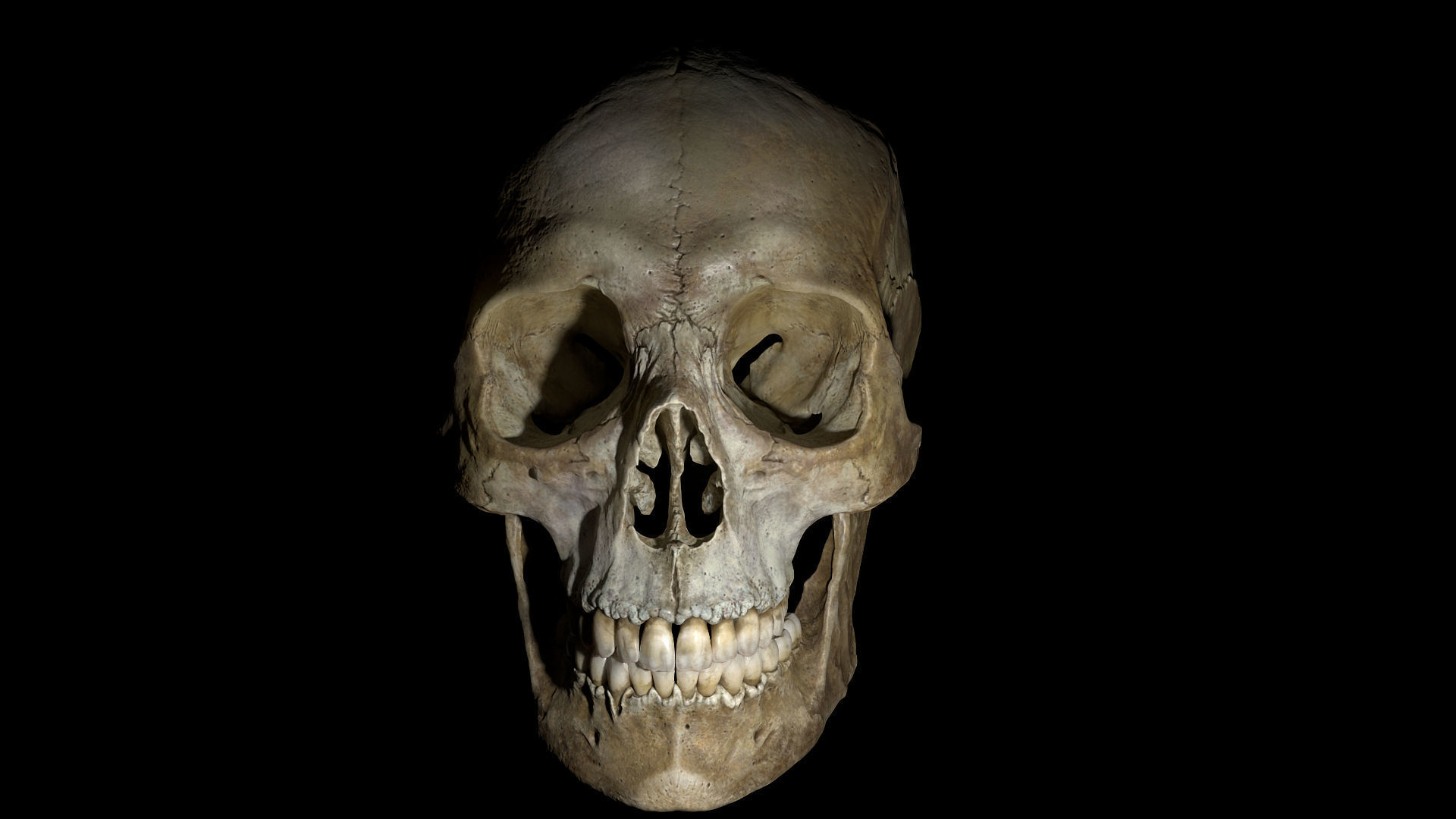 Human female skull- model for rendering- PBR 8K 3D model_11